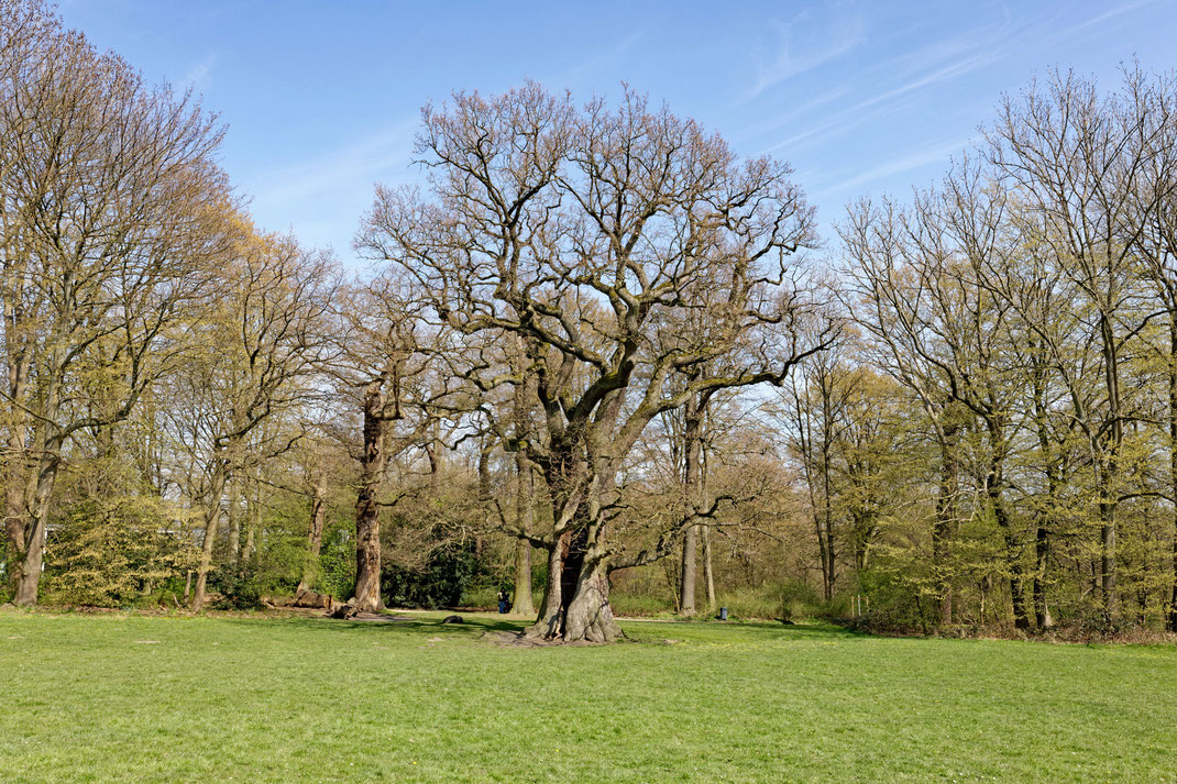 Hohle Eiche im Jenischpark in Othmarschen