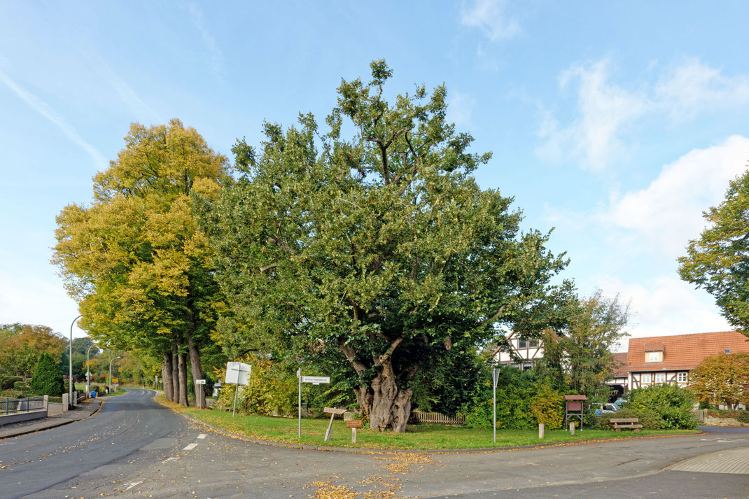 Linde in Elliehausen
