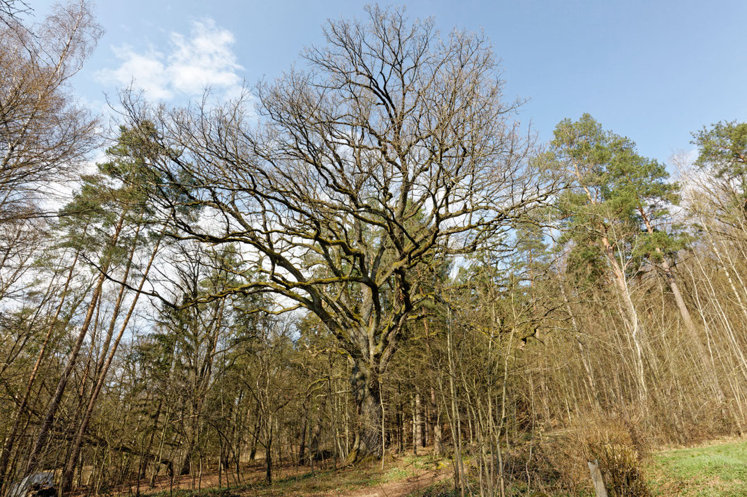 Eiche bei Engelthal