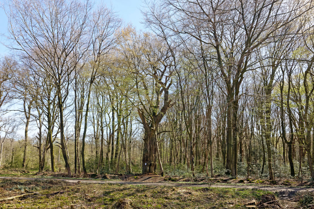 Eiche im Hasbruch bei Hude