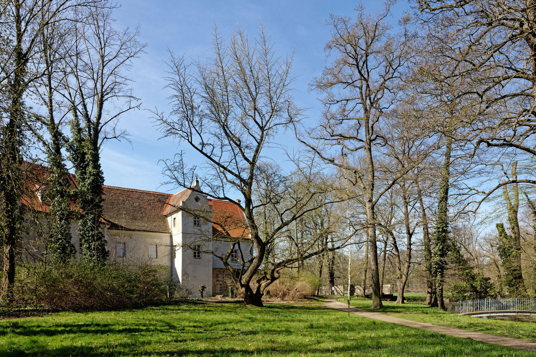 Ginkgo im Schlosspark Jahnishausen