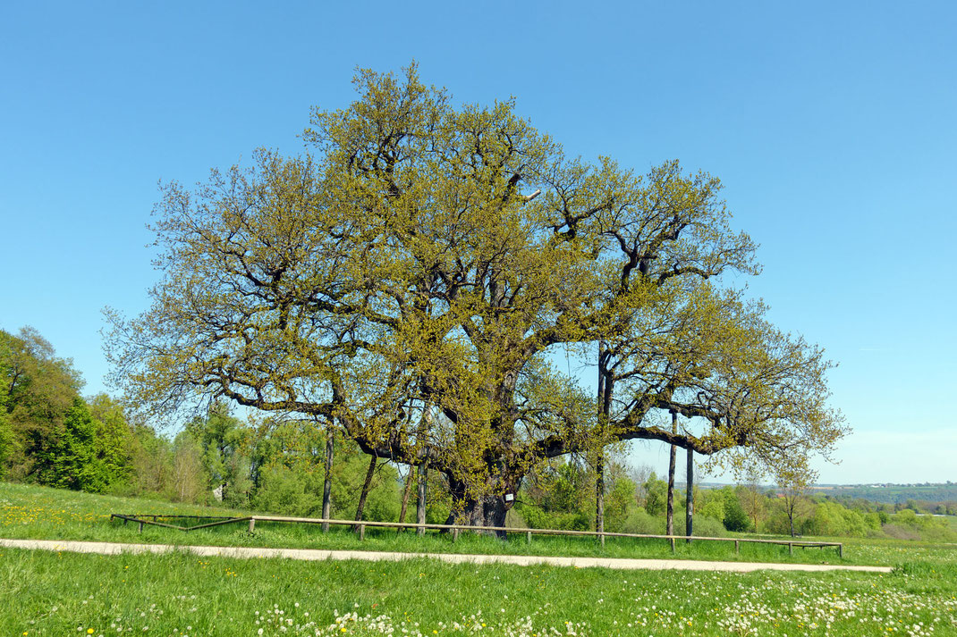 Breiteich, Gottwollshausen, Umfang, Brusthöhenumfang, Stieleiche, Eiche, Naturdenkmal