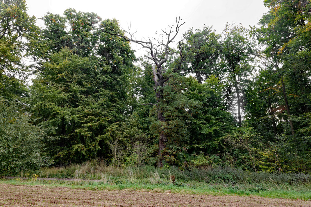 Eiche Reyershausen