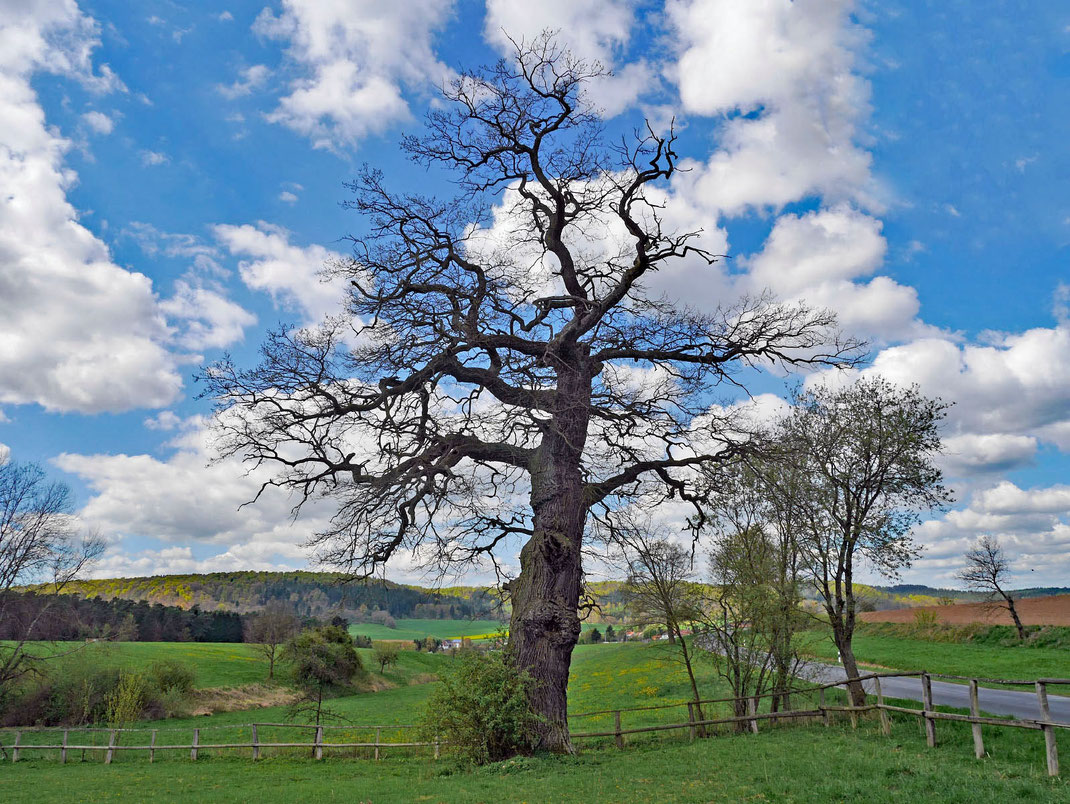 Eiche in der Nähe des Forthauses Hirschberg bei Bracht