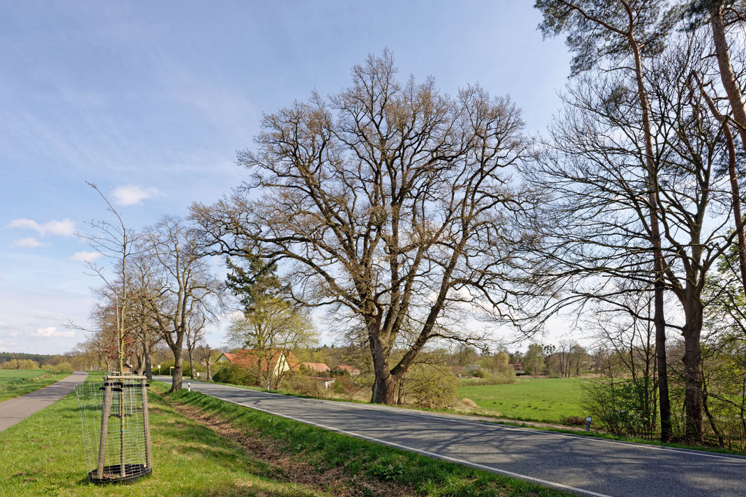 Straßeneiche bei Rothenmoor