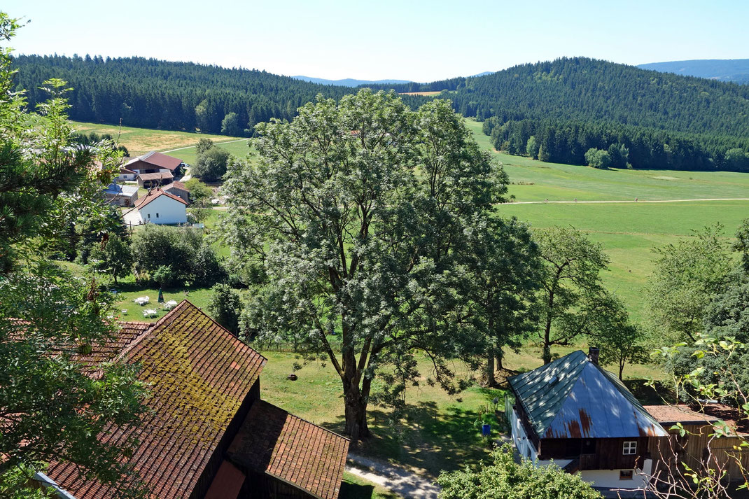 Esche bei der Ruine Weißenstein in Weißenstein