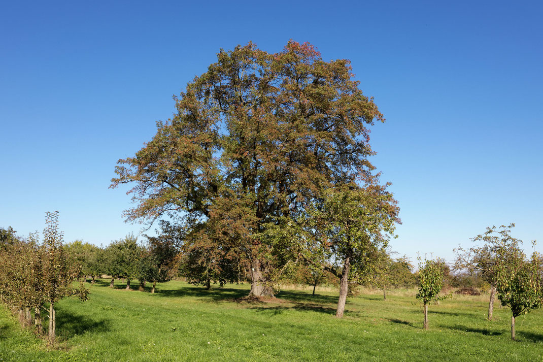 Speierling in Ockstadt, der Dicke