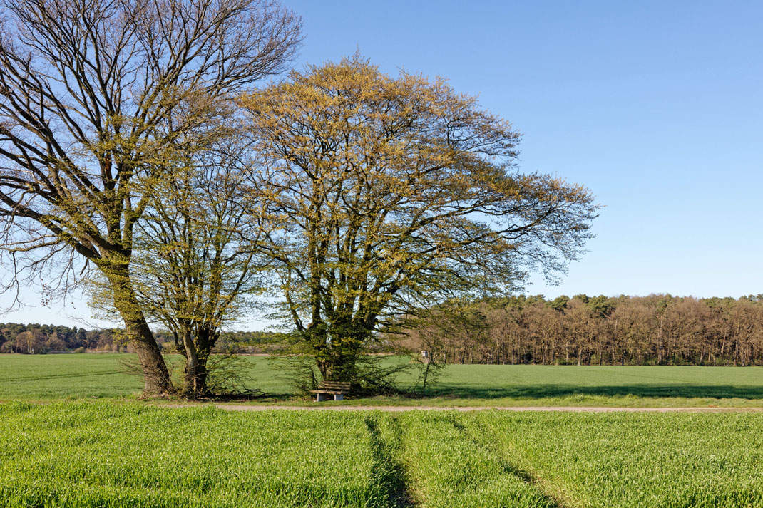 Hainbuche bei Eilvese