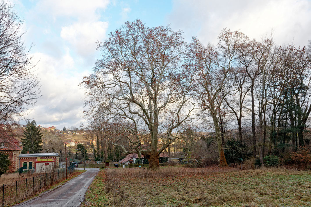 Platane bei Siebeneichen