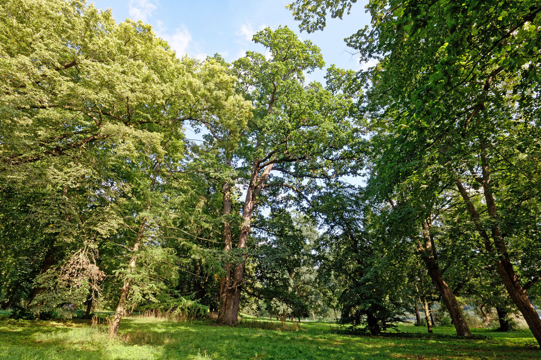 Eiche in Ivenack