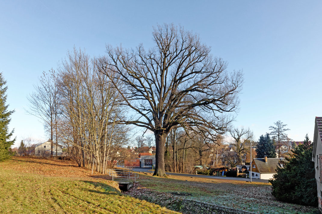 Eiche an der Belgermühle in Großschweidnitz