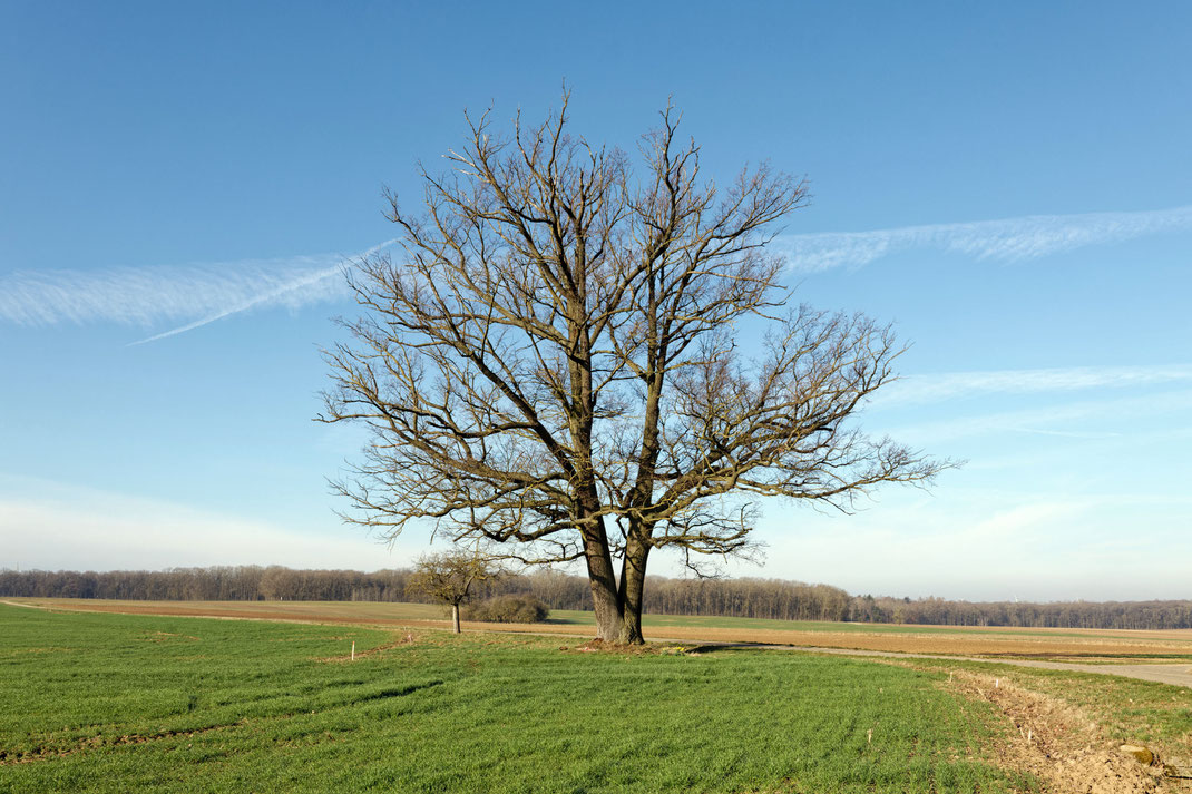 Eiche bei Rudolzhofen