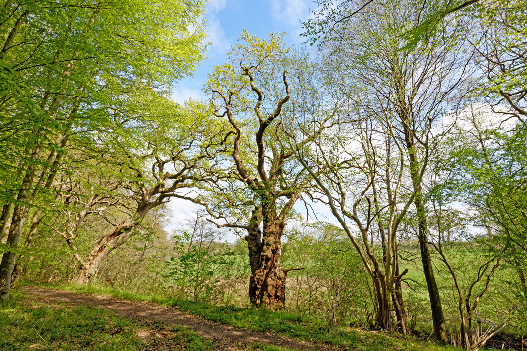 Eiche bei Schierensee