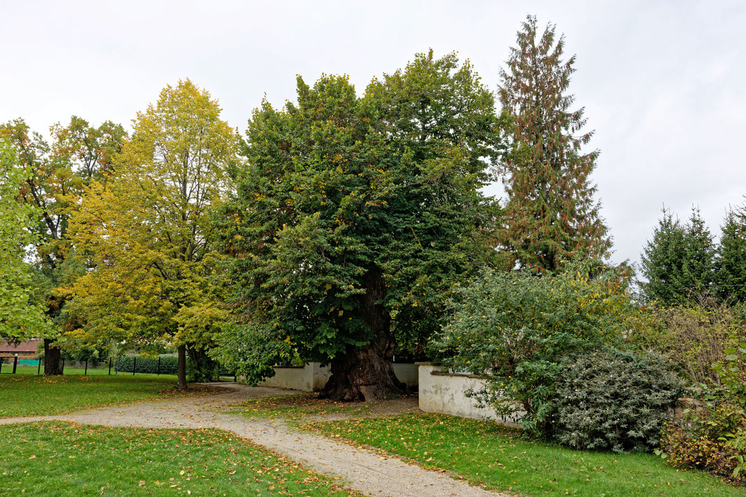 Schlossparklinde in Geislingen