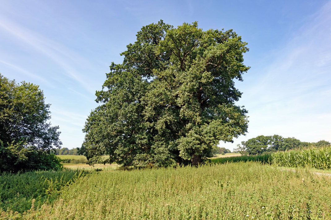 Eiche bei Hohenzieritz