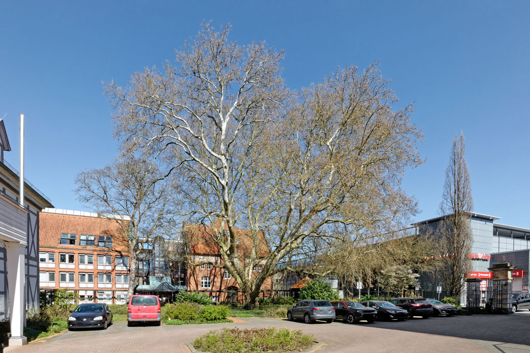 Platane in Nienburg