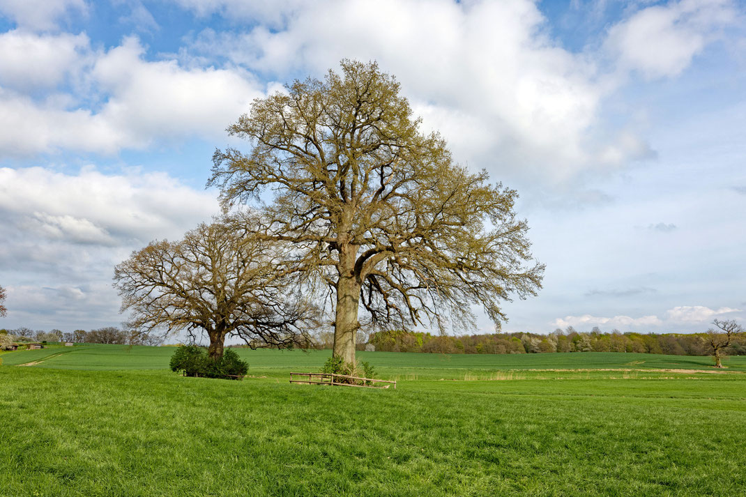 Eiche bei Gut Rantzau