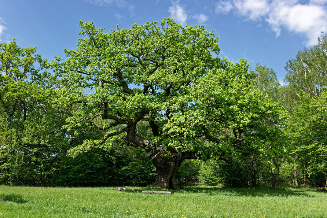 Tausendjährige Eiche bei Reith