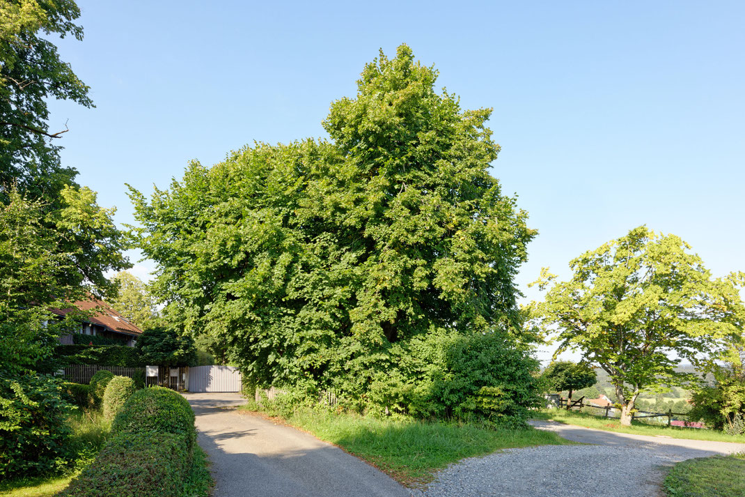 Linde am Steinlishof