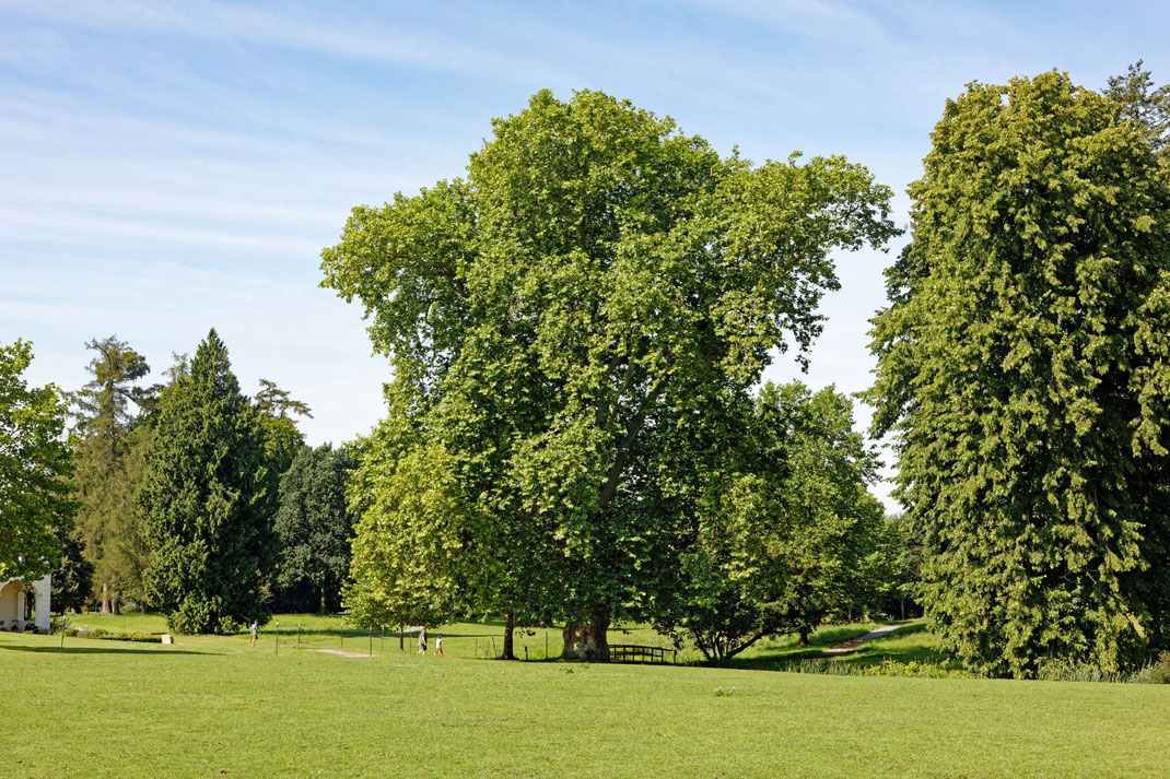 Platane im Lennépark Krumbeck