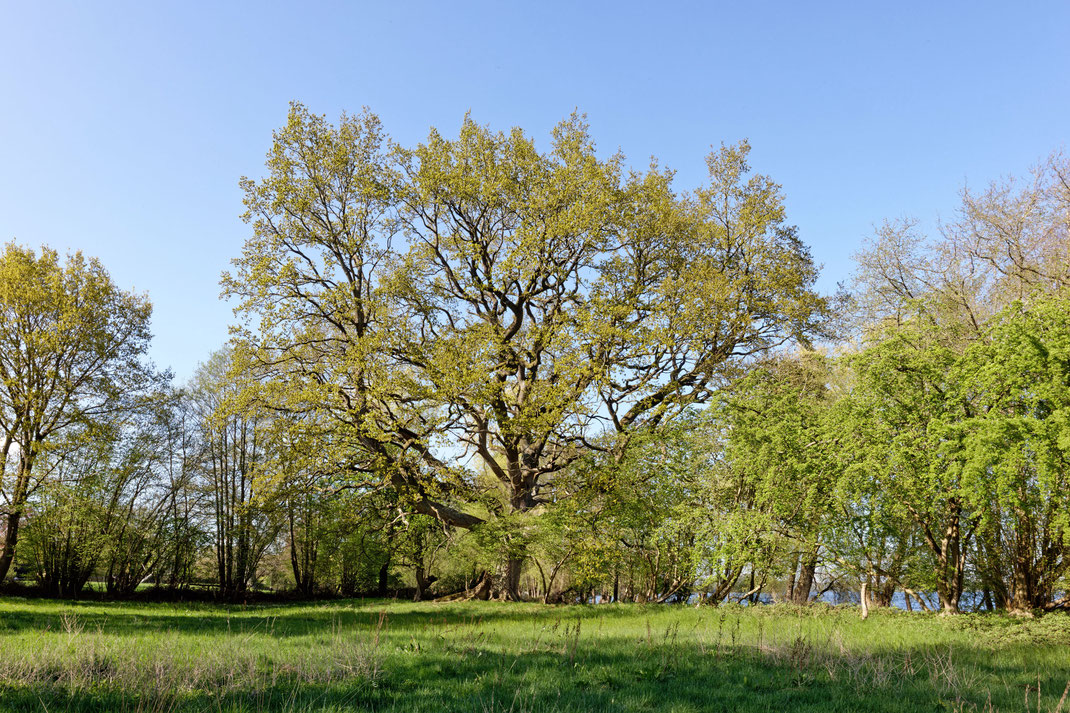 Eiche bei Godau