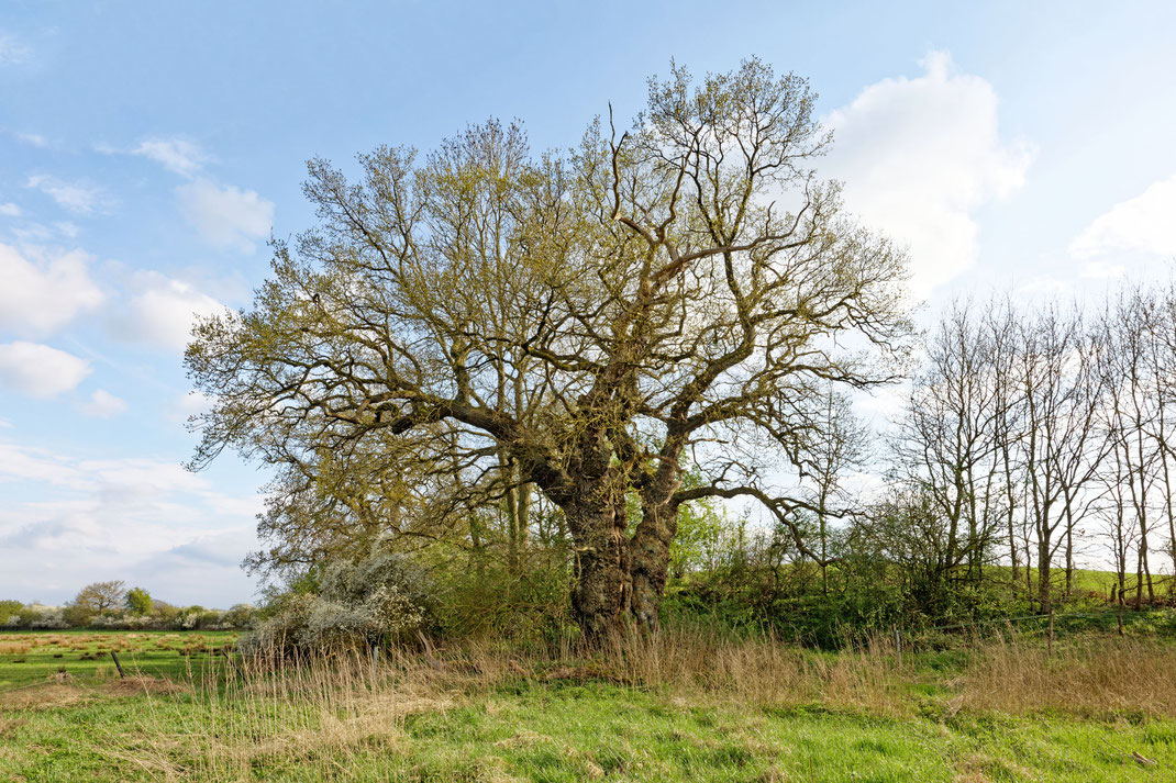 Eiche bei Blomnath