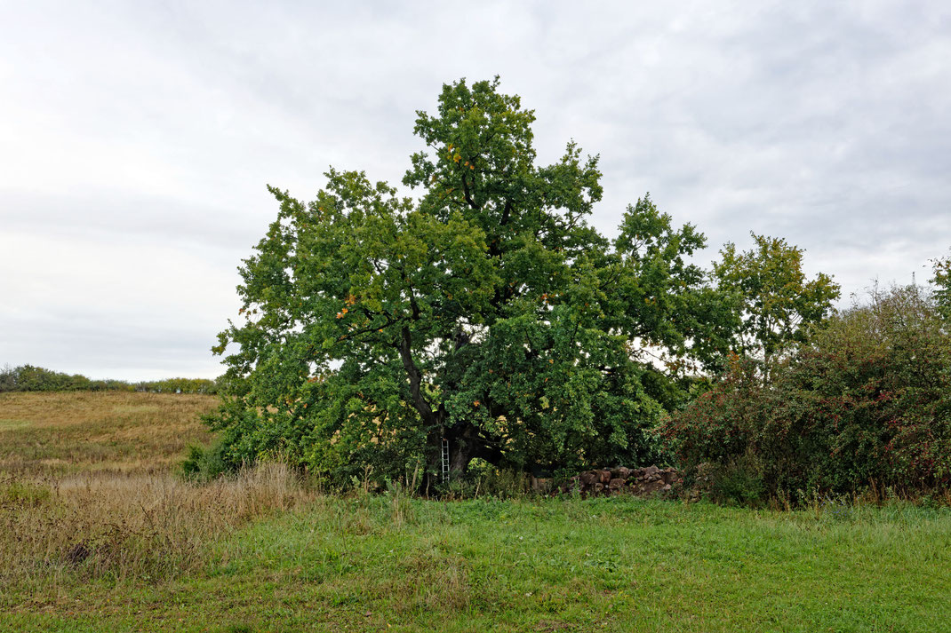 Eiche bei Liepen