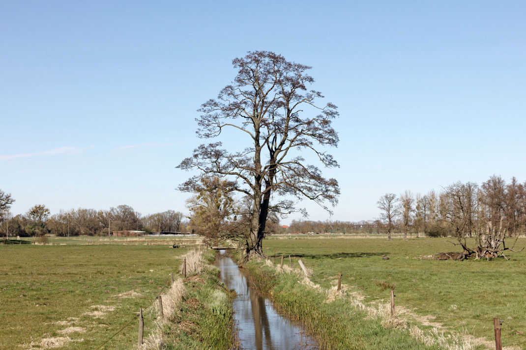 Erle bei Wendschott