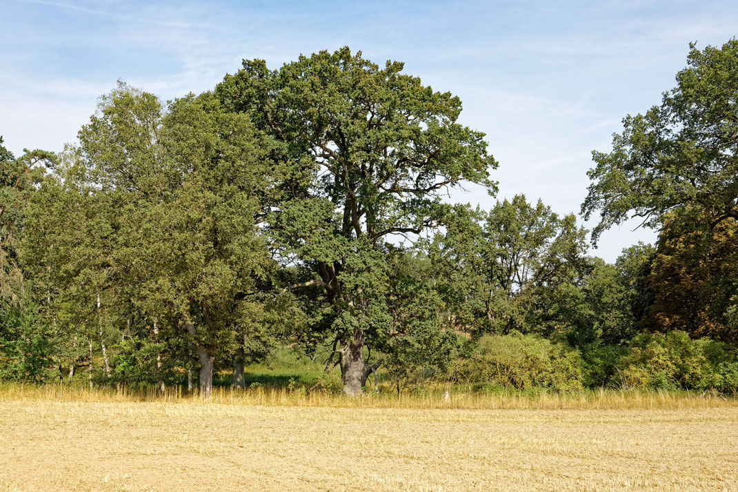 Eiche bei Liebenberg