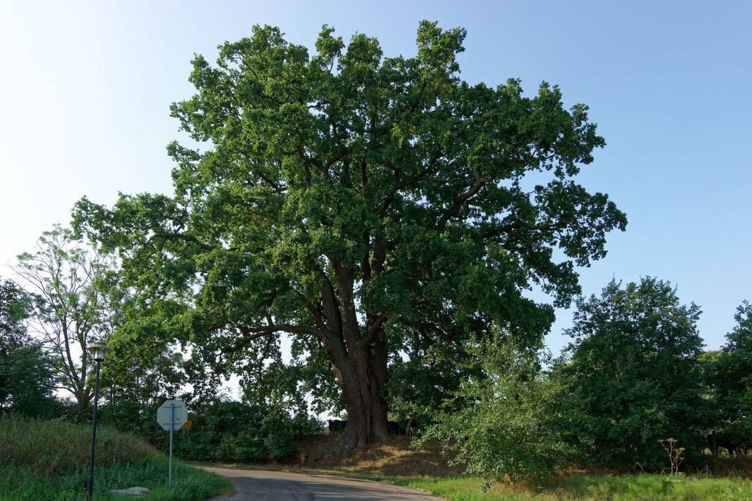 Eiche in Bellin