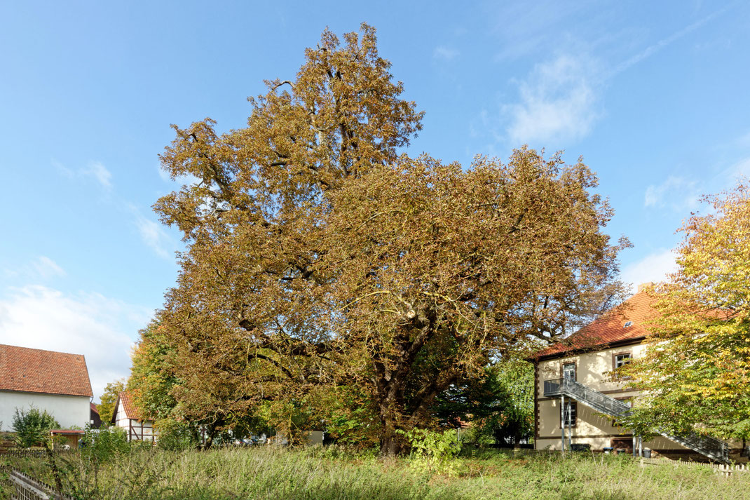 Pfarramts-Kastanie in Gladebeck