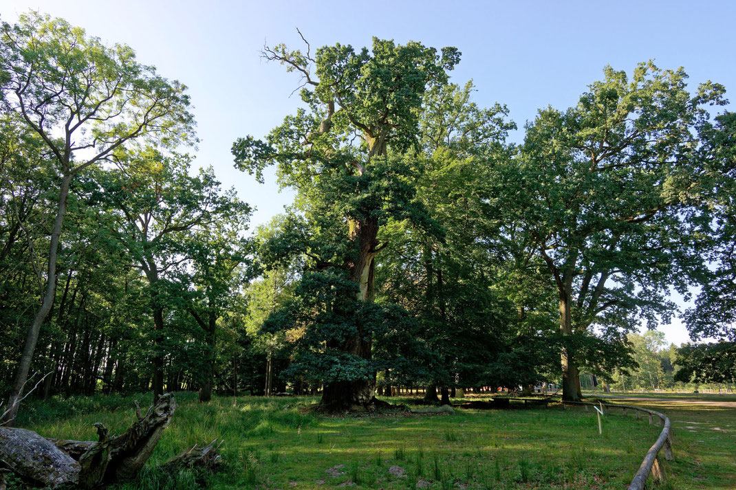 Knusteiche im Ivenacker Tiergarten