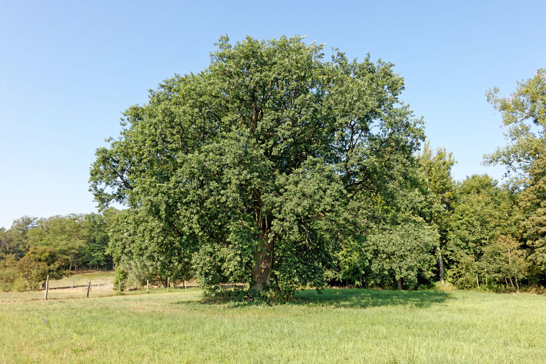 Eiche im ehemaligen Gutspark in Haselberg