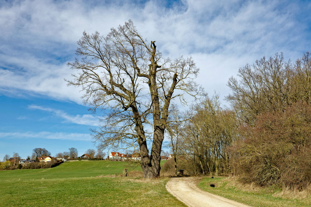 Doppeleiche bei Wachstein