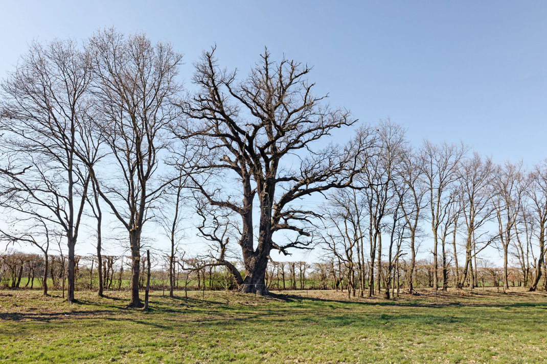 Eiche bei Wendschott