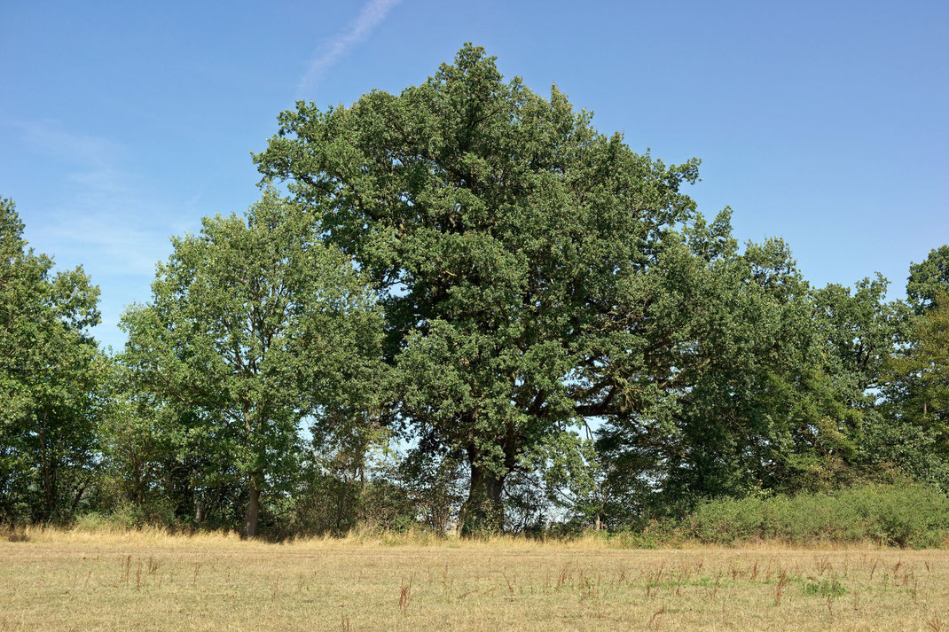 Eiche bei Moltzow