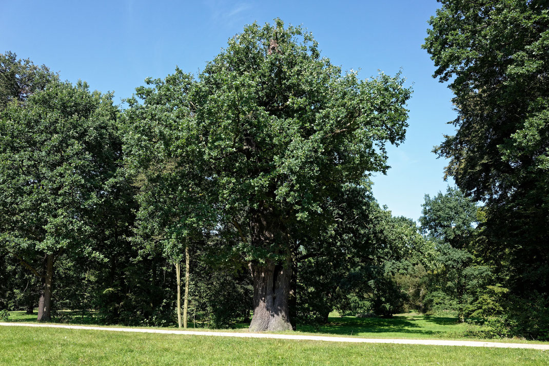 Eiche im Fürst-Pückler Park in Bad Muskau