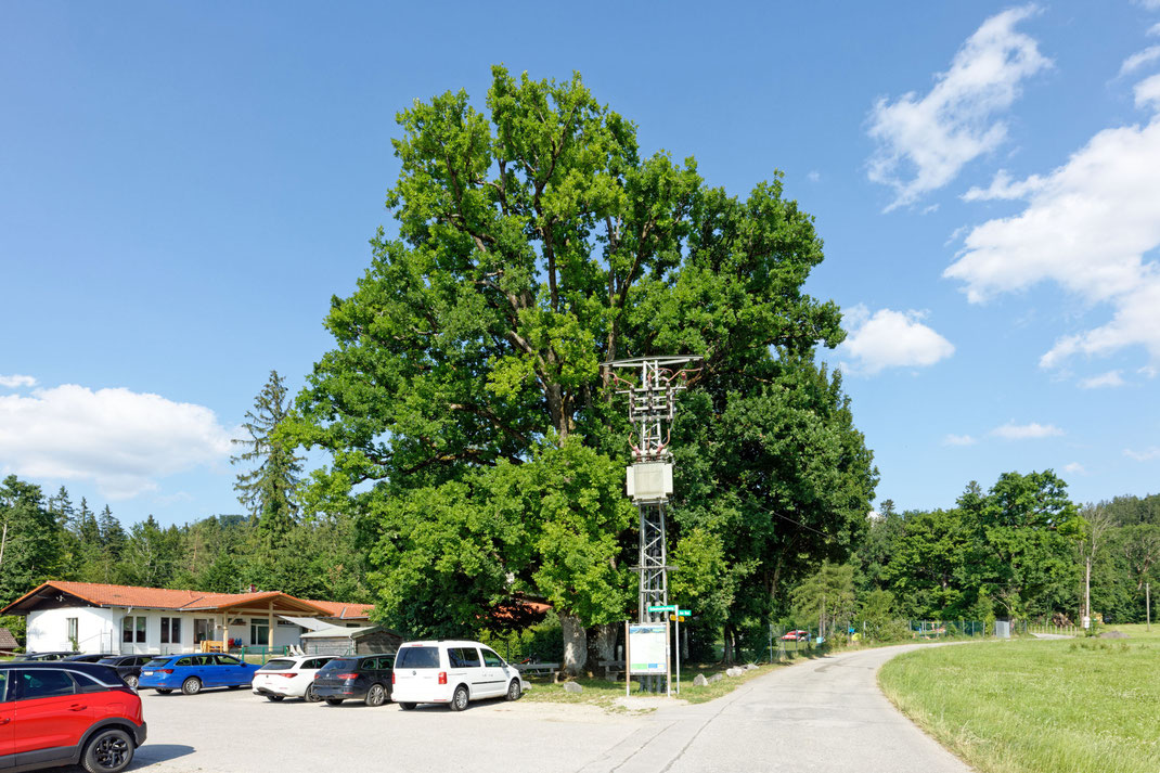 Eiche bei Bichl