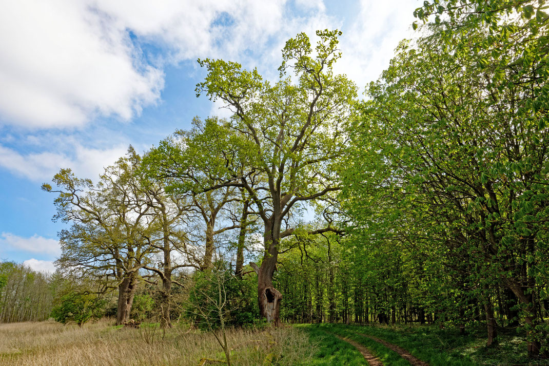 Eiche im Gehege Flehm bei Dobersdorf