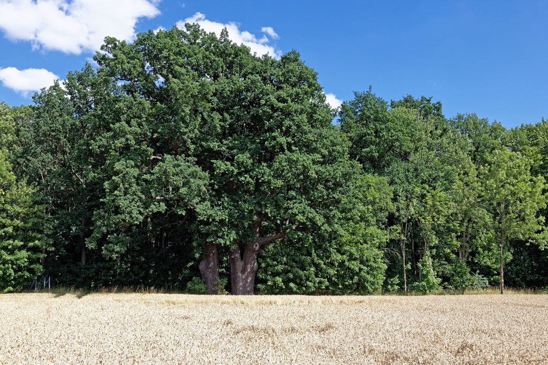 Eiche bei Rackel