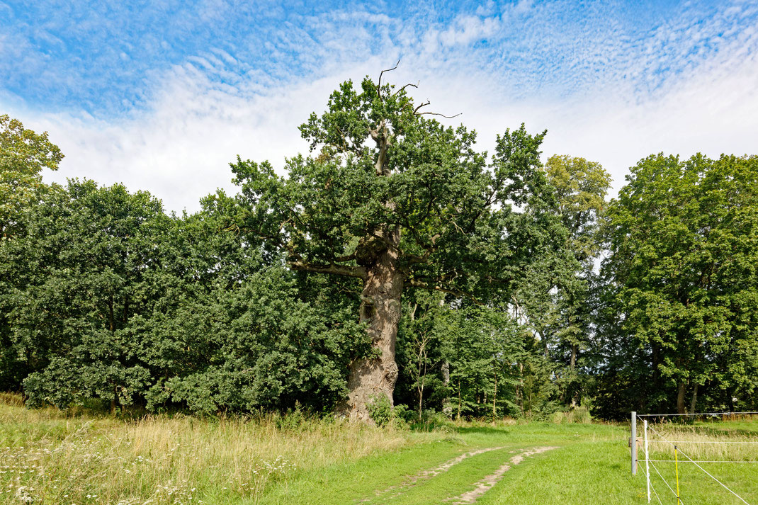 Eiche auf der Pferdekoppel bei Rattey