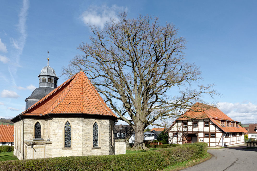 Luthereiche in Langenholtensen