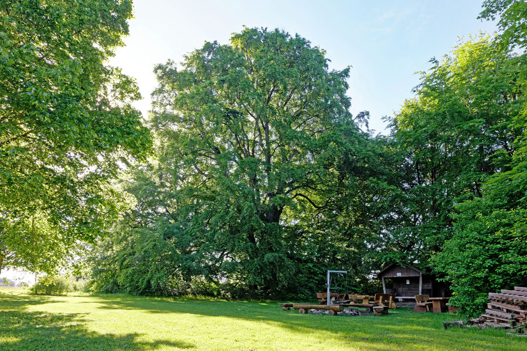 Buche bei Scharenstetten