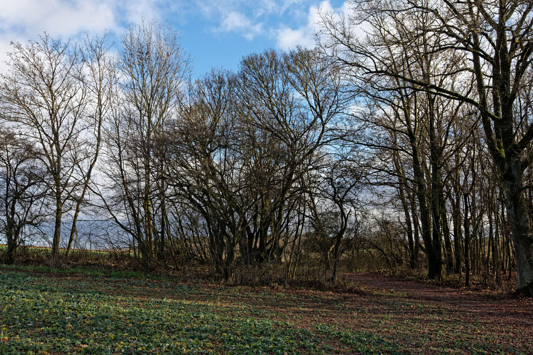 Feldahorn bei Kützbrunn