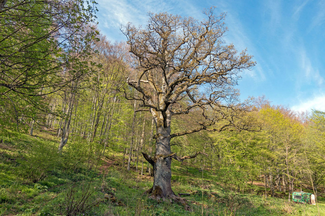 Geißruheiche bei Bischofsheim