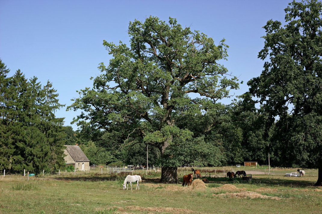 Eiche bei Goritz