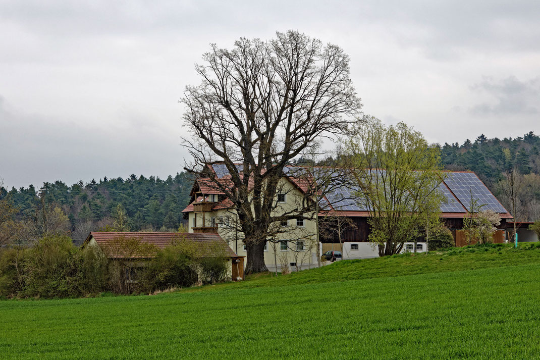 Eiche auf dem Geishof