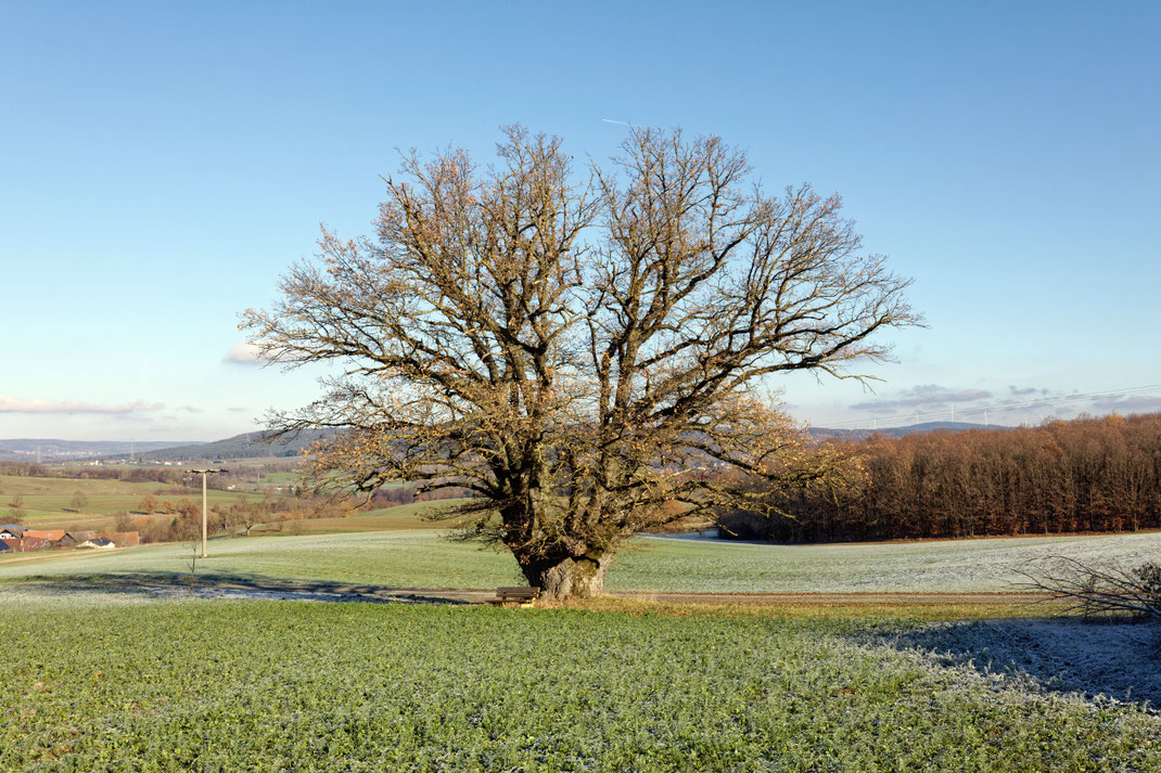 Eiche bei Zeublitz