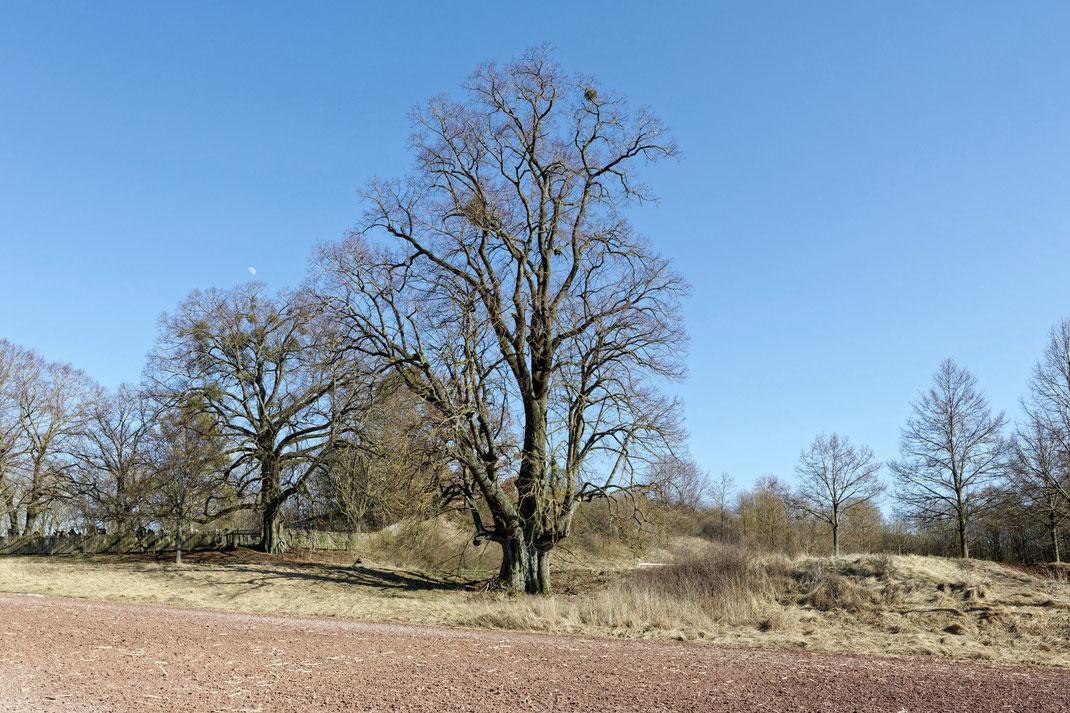 Linde am Jüdischen Friedhof bei Gleicherwiesen