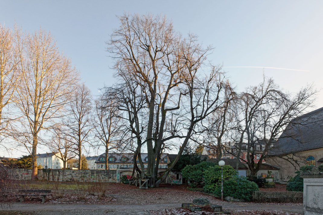 Auferstehungslinde in Annaberg-Buchholz